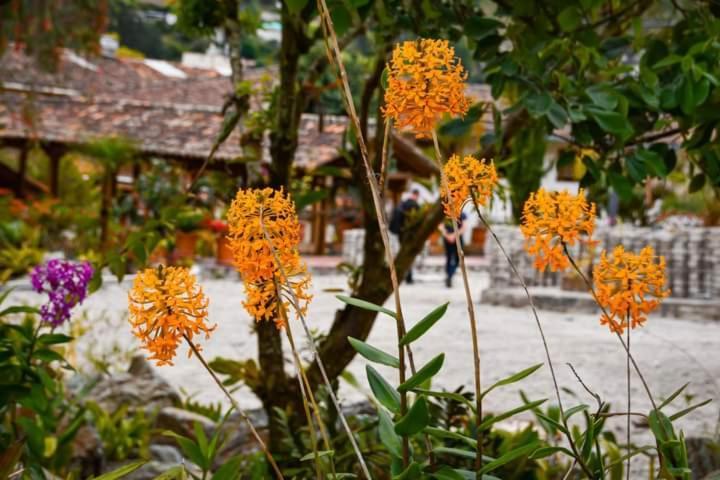 Uzhupud Garden Hotel & Lodge Paute المظهر الخارجي الصورة